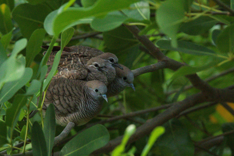 Topaz Denoise Ai Canon DPP 4