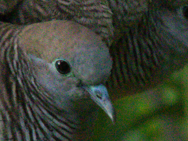 COME USARE TOPAZ DENOISE AI CON AFFINITY PHOTO