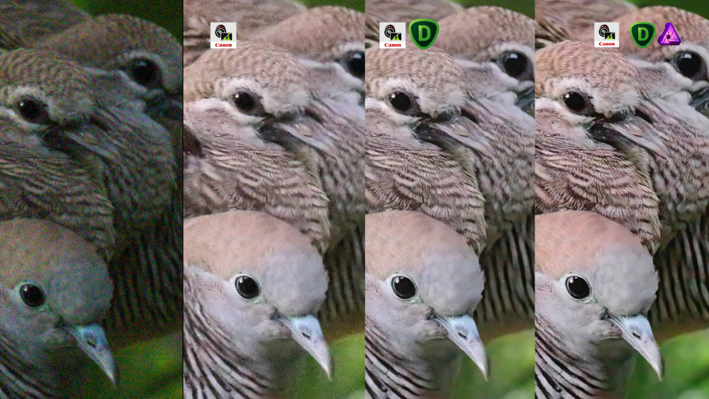 IL MIGLIOR SOFTWARE DI RIDUZIONE DEL RUMORE PER LA FOTOGRAFIA DEGLI UCCELLI?