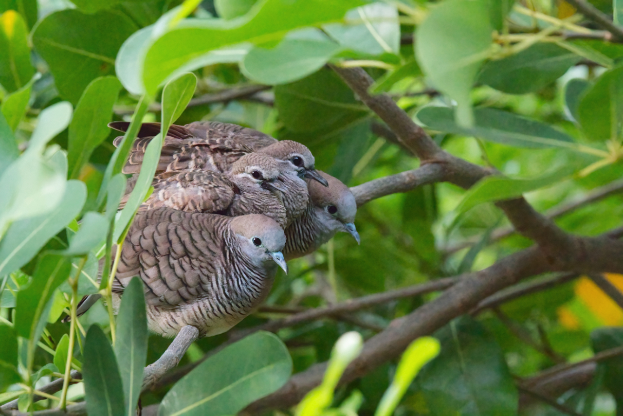 MITEN TOPAZ DENOISE AI KÄYTETÄÄN "AFFINITY PHOTO" -kuvakkeella?